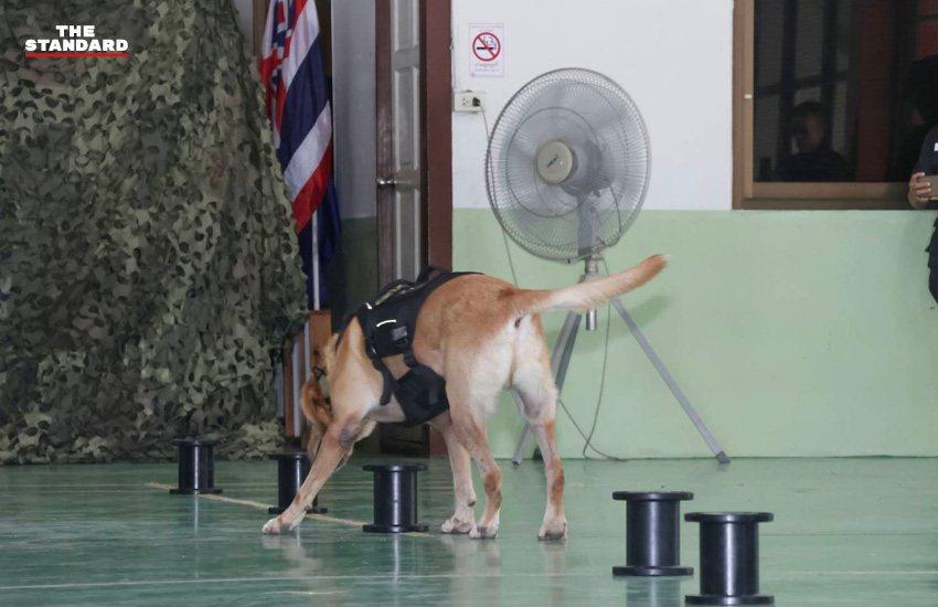 สุนัขตำรวจ K9 กำลังฝึกดมกลิ่นค้นหาระเบิดและยาเสพติด โดยมีครูฝึกดูแลอย่างใกล้ชิด 4