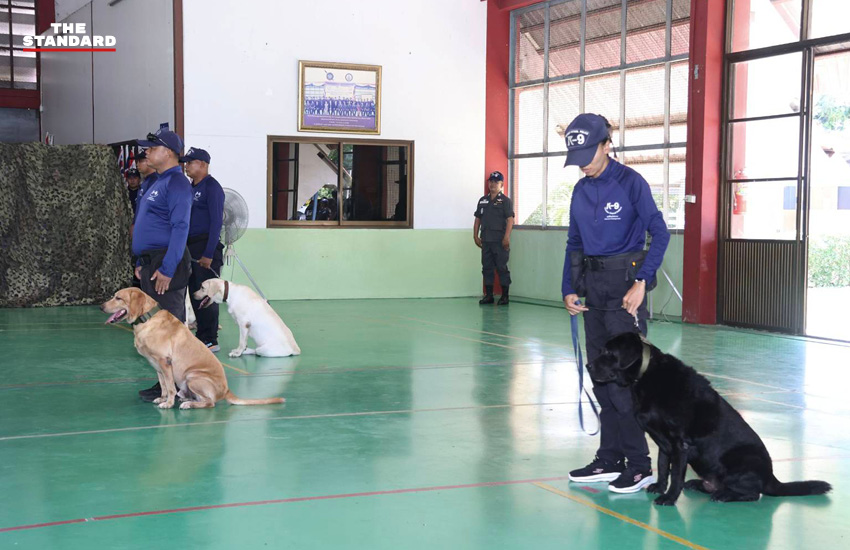 สุนัขตำรวจ K9 กำลังฝึกดมกลิ่นค้นหาระเบิดและยาเสพติด โดยมีครูฝึกดูแลอย่างใกล้ชิด 5