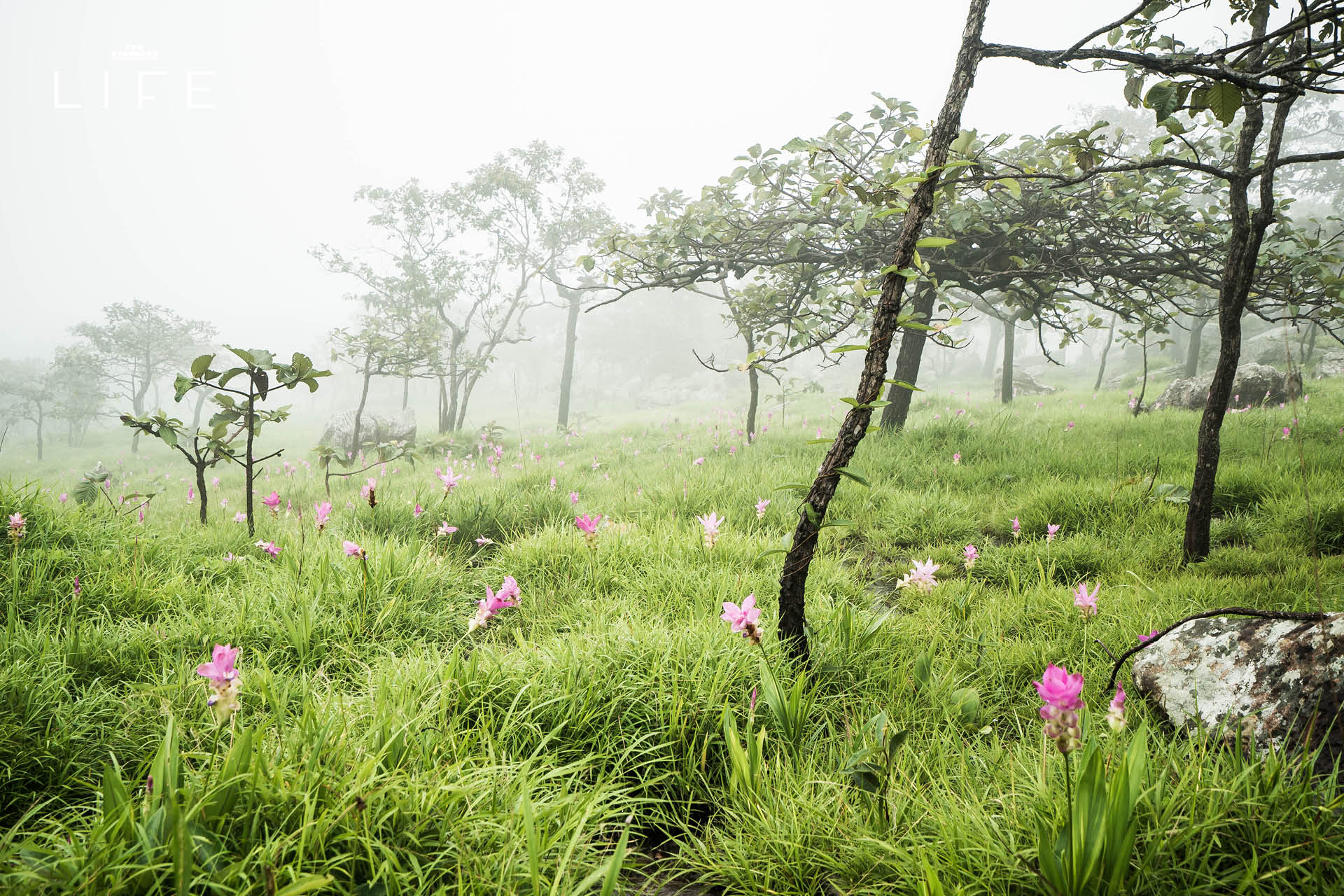 ภาพภูเขาในฤดูฝน มีหมอกปกคลุม 1
