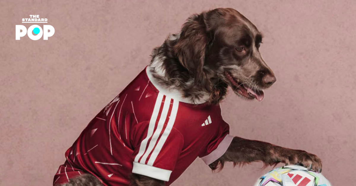 ภาพน้องหมาสวมเสื้อฟุตบอล ADIDAS ORIGINALS FC PETS