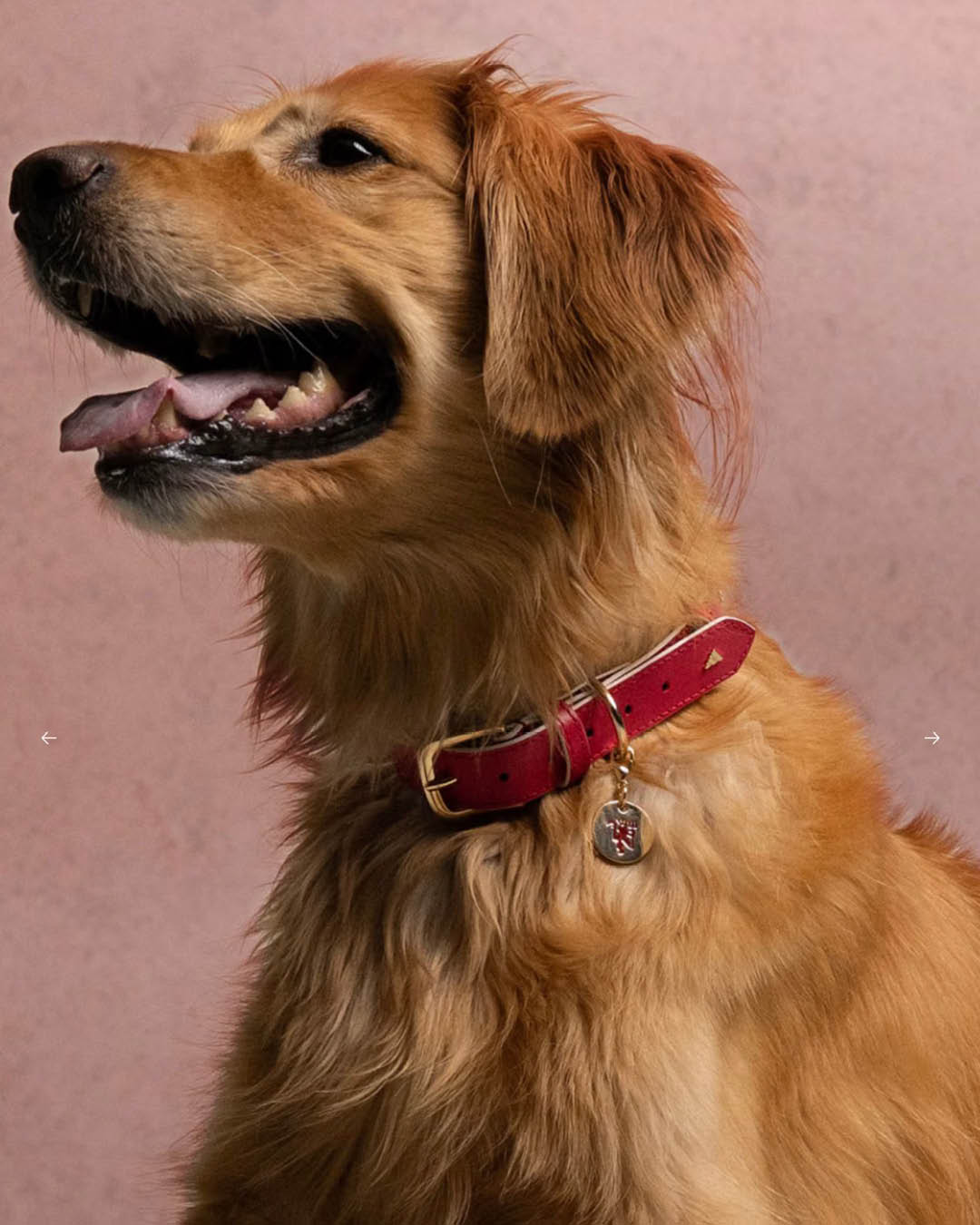 ภาพน้องหมาสวมเสื้อฟุตบอล ADIDAS ORIGINALS FC PETS 1
