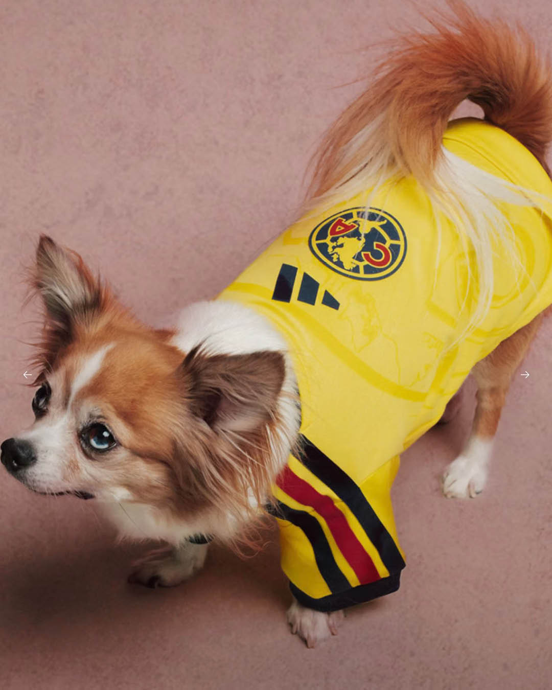 ภาพน้องหมาสวมเสื้อฟุตบอล ADIDAS ORIGINALS FC PETS 3