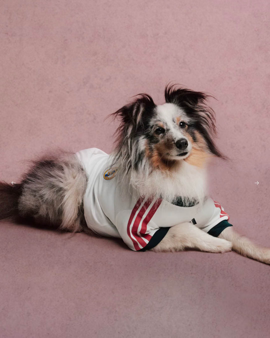 ภาพน้องหมาสวมเสื้อฟุตบอล ADIDAS ORIGINALS FC PETS 4