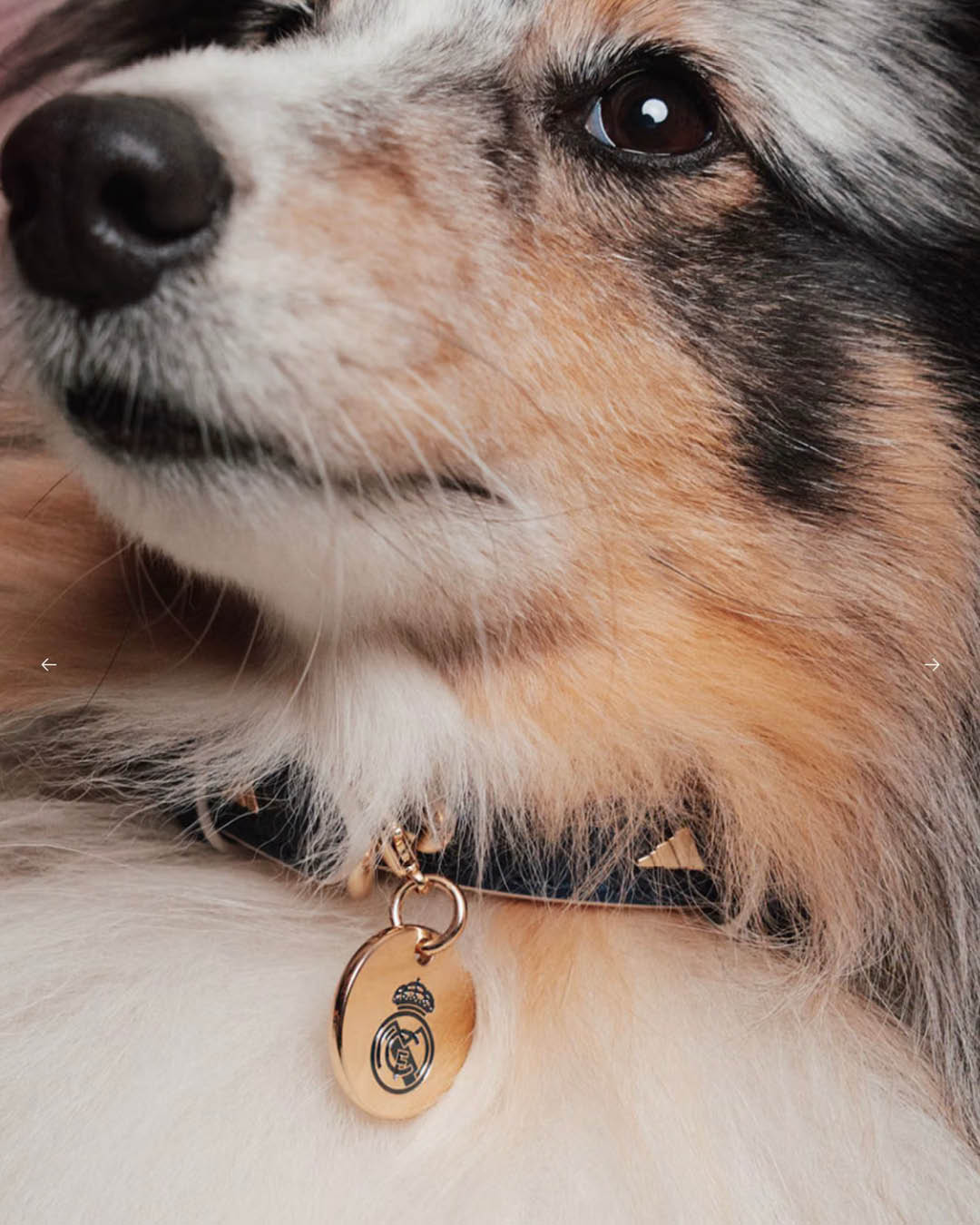 ภาพน้องหมาสวมเสื้อฟุตบอล ADIDAS ORIGINALS FC PETS 5