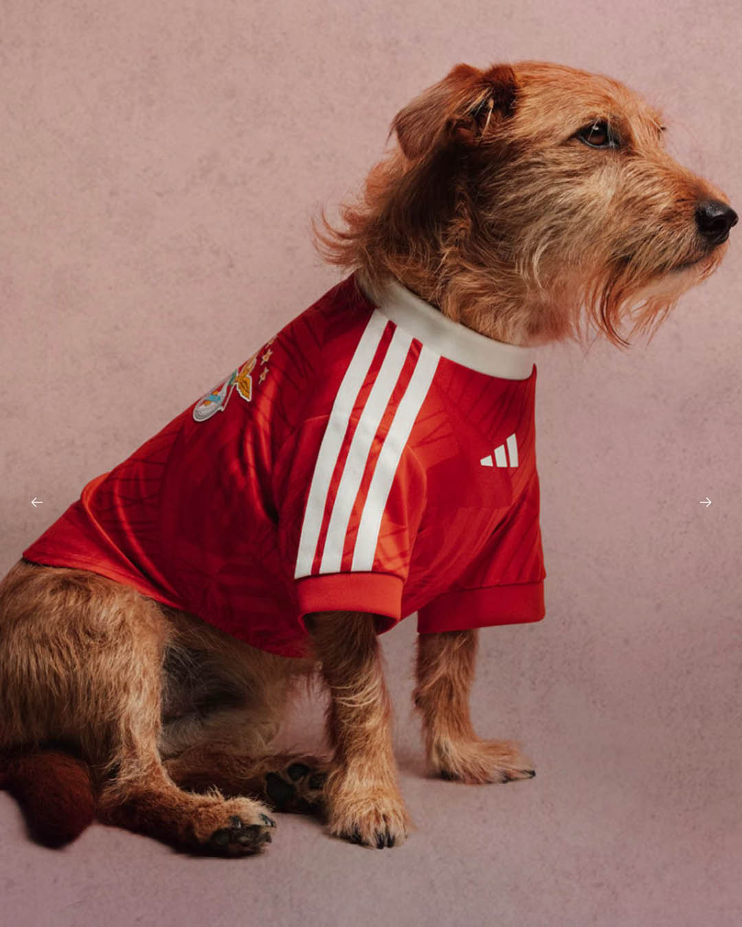 ภาพน้องหมาสวมเสื้อฟุตบอล ADIDAS ORIGINALS FC PETS 6