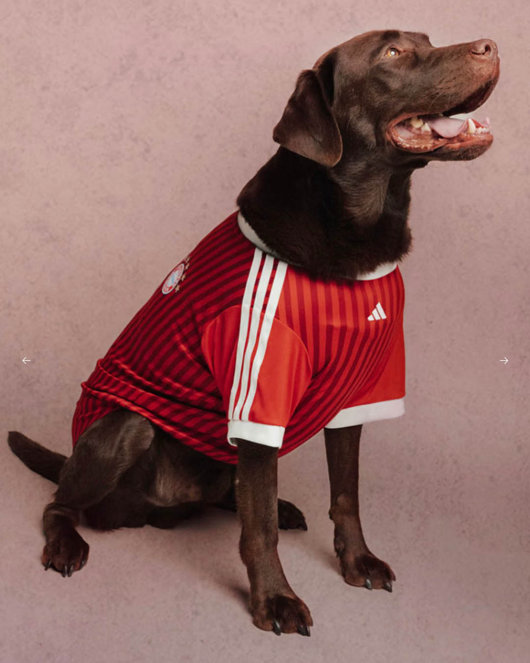 ภาพน้องหมาสวมเสื้อฟุตบอล ADIDAS ORIGINALS FC PETS 8