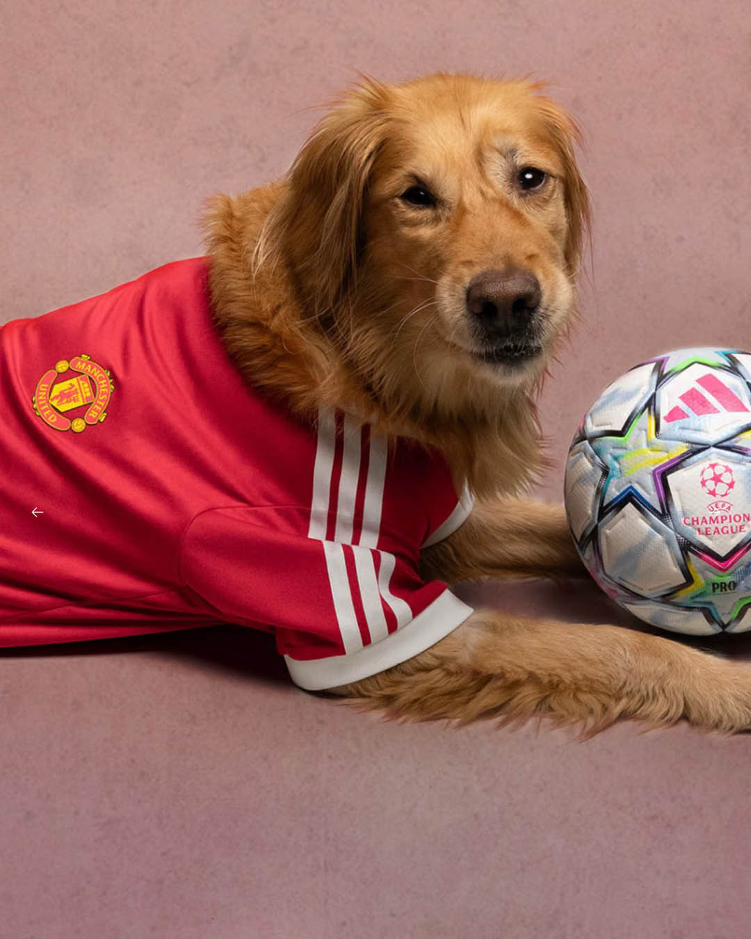 ภาพน้องหมาสวมเสื้อฟุตบอล ADIDAS ORIGINALS FC PETS 9