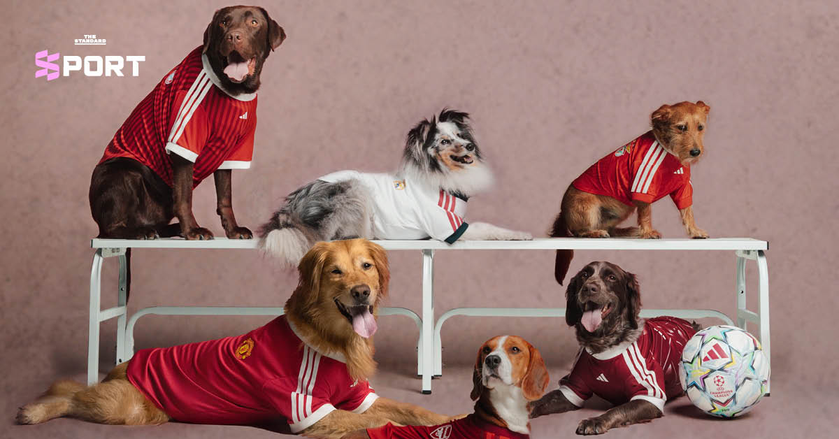 สุนัขสวมเสื้อฟุตบอล adidas ของสโมสรดังจากคอลเล็กชัน Clubs Pet Collection