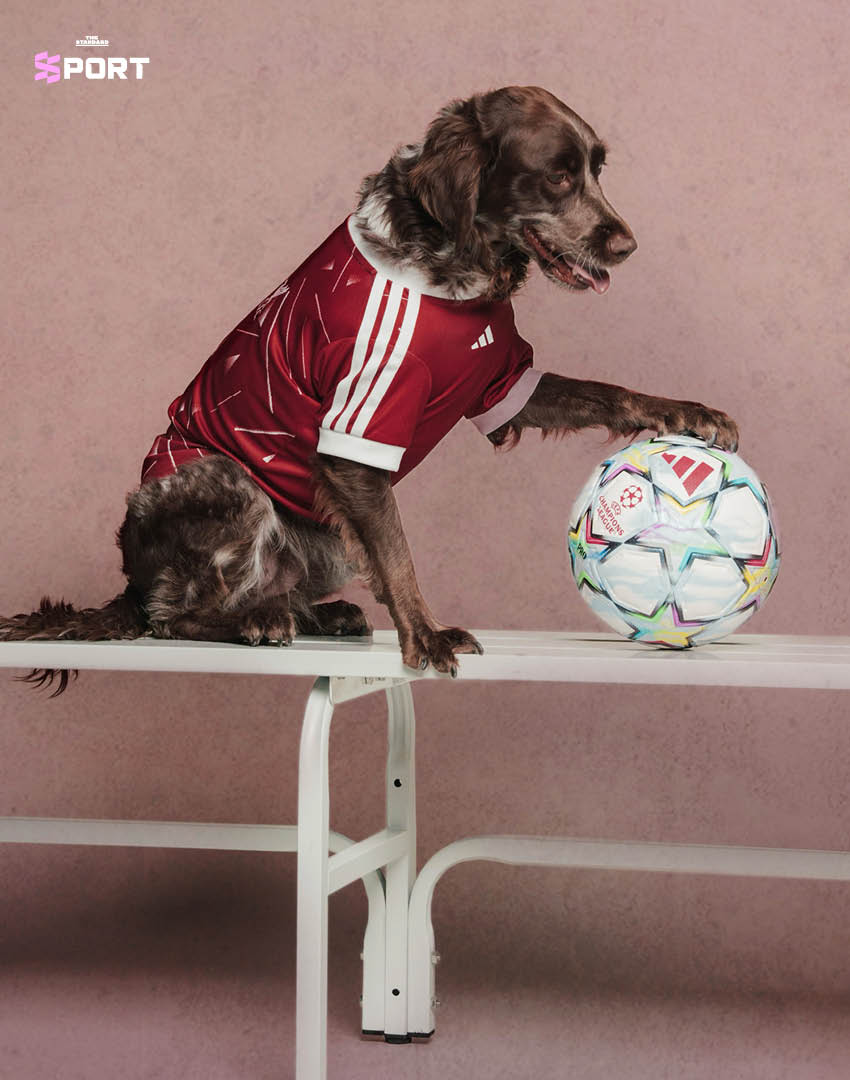 สุนัขสวมเสื้อฟุตบอล adidas ของสโมสรดังจากคอลเล็กชัน Clubs Pet Collection 2