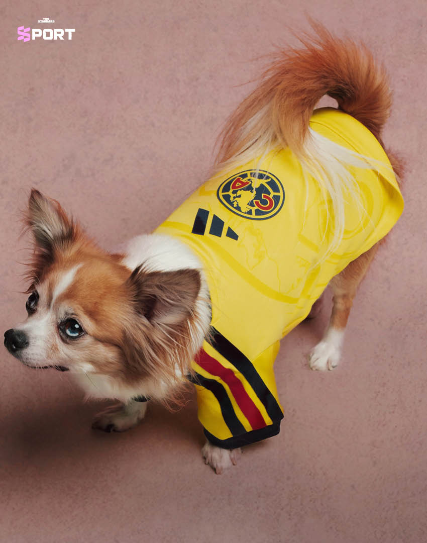 สุนัขสวมเสื้อฟุตบอล adidas ของสโมสรดังจากคอลเล็กชัน Clubs Pet Collection 6