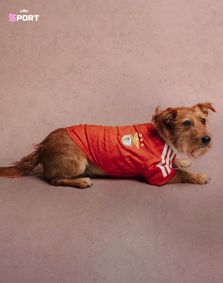 สุนัขสวมเสื้อฟุตบอล adidas ของสโมสรดังจากคอลเล็กชัน Clubs Pet Collection 8