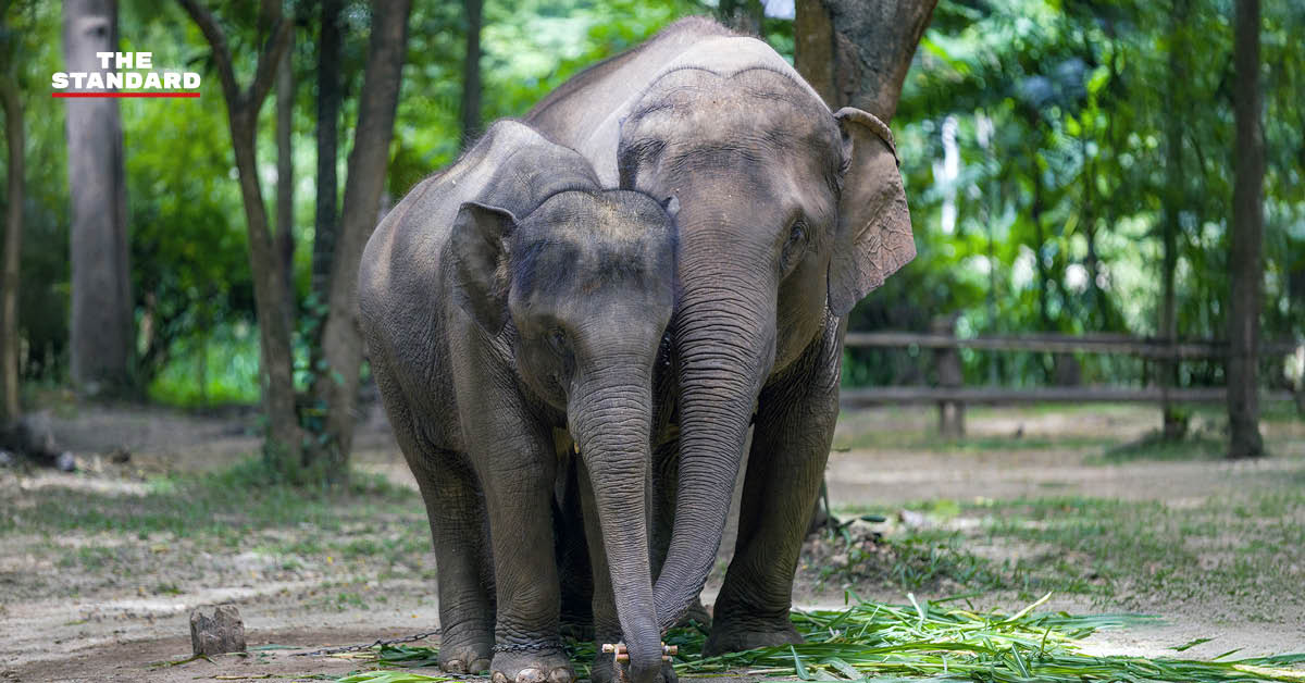 ภาพแม่ช้าง ‘แม่แสนสวย’ และลูกช้าง ‘น้องแสนหวาน’ กำลังคลอเคลียกันอย่างอบอุ่น