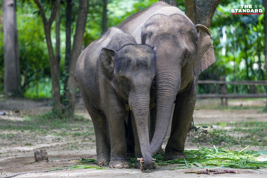 ภาพแม่ช้าง ‘แม่แสนสวย’ และลูกช้าง ‘น้องแสนหวาน’ กำลังคลอเคลียกันอย่างอบอุ่น 1