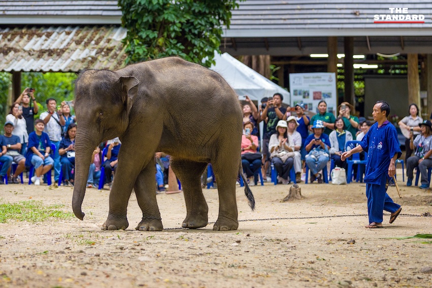 ภาพแม่ช้าง ‘แม่แสนสวย’ และลูกช้าง ‘น้องแสนหวาน’ กำลังคลอเคลียกันอย่างอบอุ่น 3