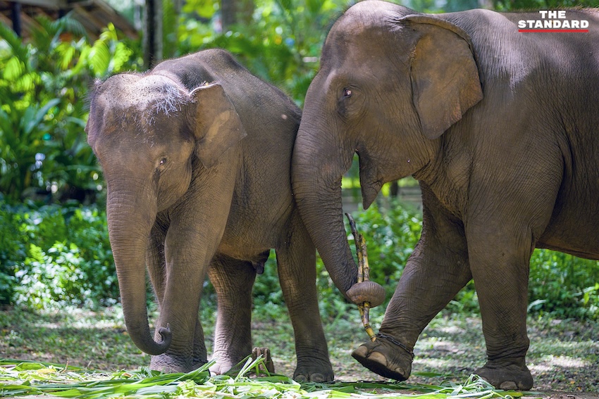 ภาพแม่ช้าง ‘แม่แสนสวย’ และลูกช้าง ‘น้องแสนหวาน’ กำลังคลอเคลียกันอย่างอบอุ่น 4
