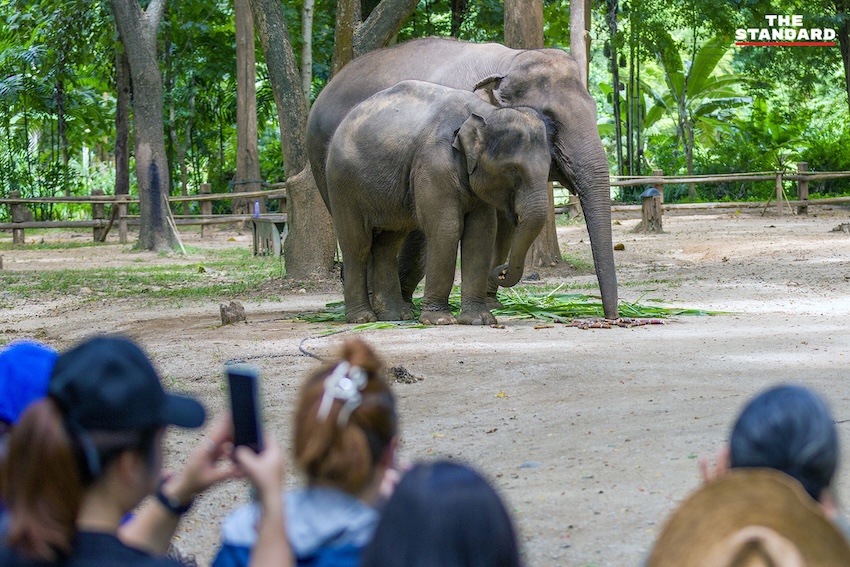 ภาพแม่ช้าง ‘แม่แสนสวย’ และลูกช้าง ‘น้องแสนหวาน’ กำลังคลอเคลียกันอย่างอบอุ่น 5