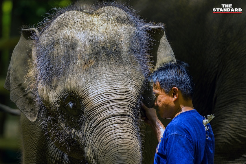 ภาพแม่ช้าง ‘แม่แสนสวย’ และลูกช้าง ‘น้องแสนหวาน’ กำลังคลอเคลียกันอย่างอบอุ่น 6