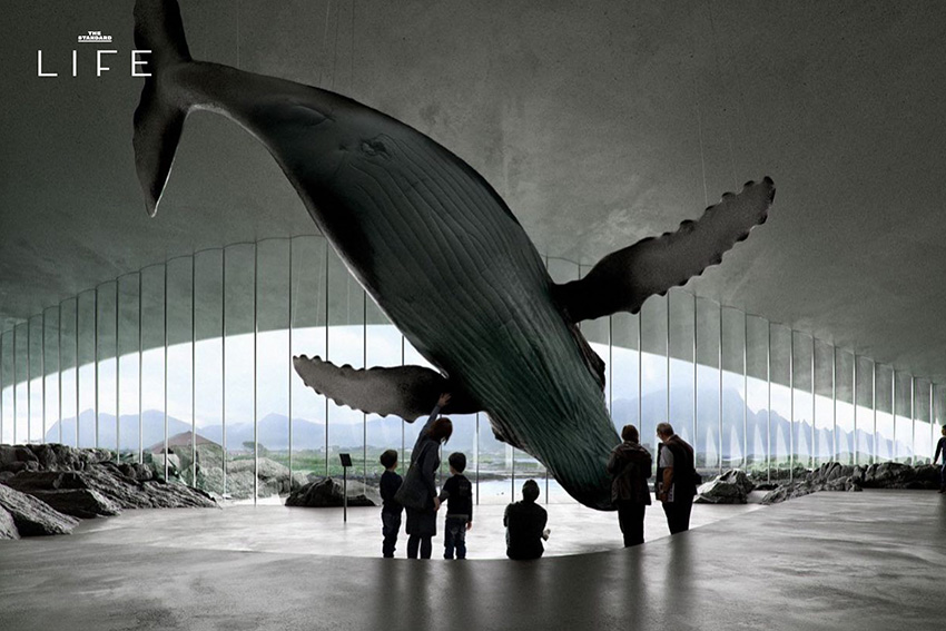 ภาพอาคาร The Whale ศูนย์เรียนรู้เรื่องวาฬในนอร์เวย์ ที่มีรูปทรงโค้งกลมกลืนกับธรรมชาติริมทะเล 5