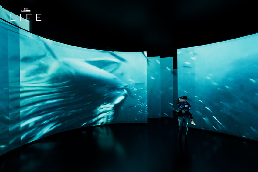 ภาพอาคาร The Whale ศูนย์เรียนรู้เรื่องวาฬในนอร์เวย์ ที่มีรูปทรงโค้งกลมกลืนกับธรรมชาติริมทะเล 9