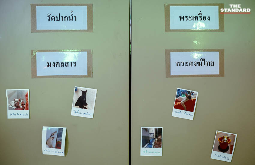 ภาพแมวหลายตัวกำลังนอนหรือเดินเล่นอยู่ในห้องสมุดมงคลสิริ วัดปากน้ำ 5