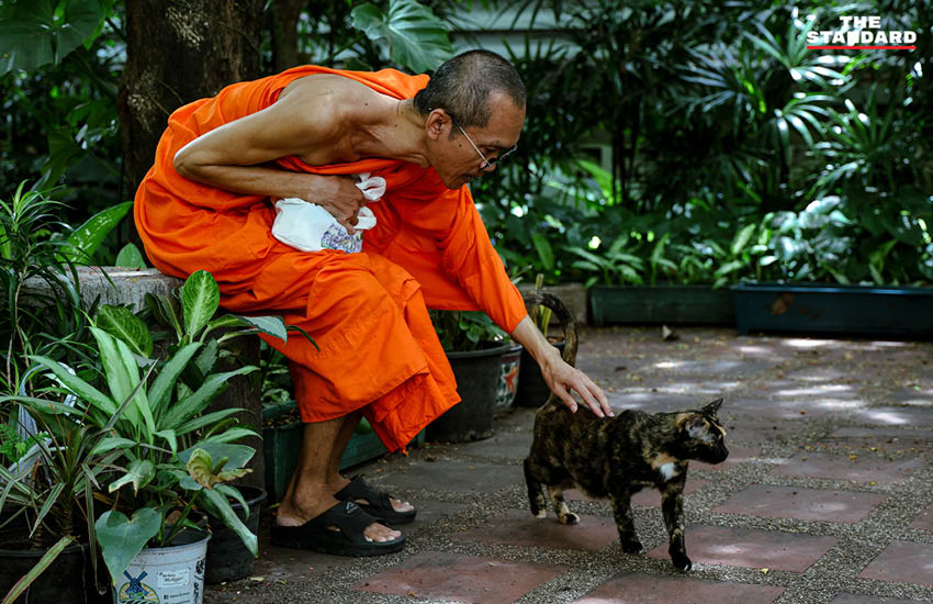 ภาพแมวหลายตัวกำลังนอนหรือเดินเล่นอยู่ในห้องสมุดมงคลสิริ วัดปากน้ำ 7