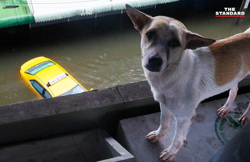 ภาพประชาชนเดินลุยน้ำท่วมสูงในชุมชนบางกะปิ ถนนและบ้านเรือนถูกน้ำท่วมขัง 1