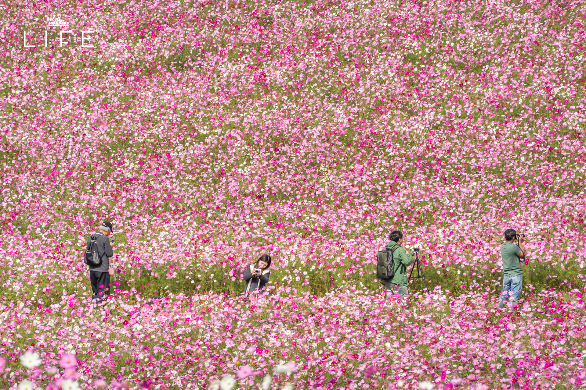 ภาพวัดบนภูเขาสูงท่ามกลางใบไม้เปลี่ยนสีในฤดูใบไม้ร่วง 6