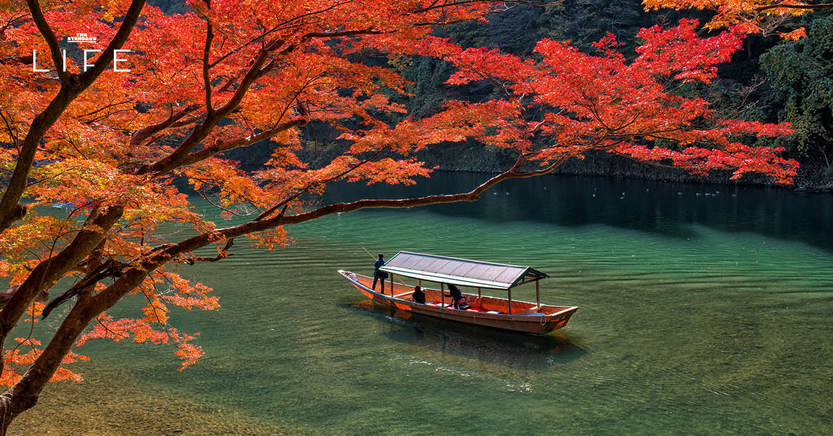 ภาพวิวแม่น้ำอาราชิยามะ ประเทศญี่ปุ่น ในฤดูใบไม้ร่วงที่ใบไม้เปลี่ยนสีสวยงาม