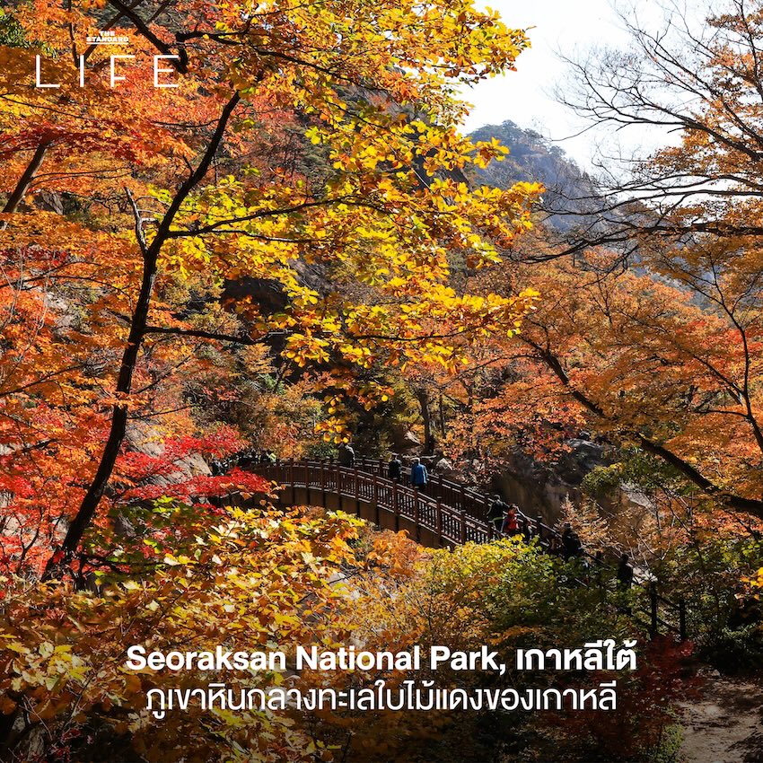 ภาพวิวแม่น้ำอาราชิยามะ ประเทศญี่ปุ่น ในฤดูใบไม้ร่วงที่ใบไม้เปลี่ยนสีสวยงาม 4