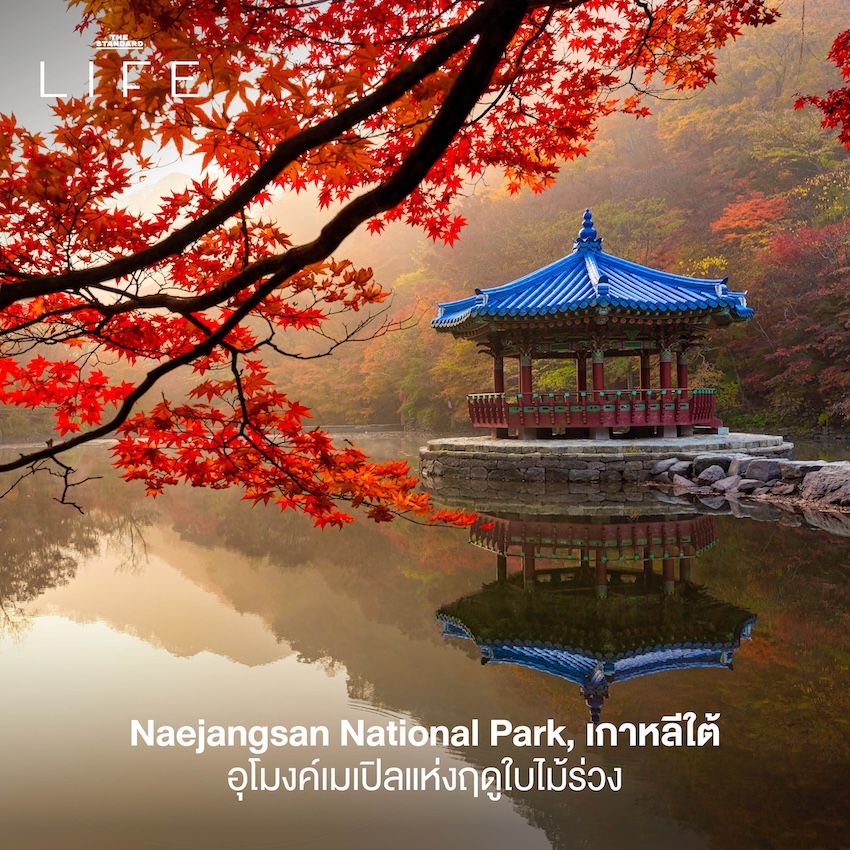 ภาพวิวแม่น้ำอาราชิยามะ ประเทศญี่ปุ่น ในฤดูใบไม้ร่วงที่ใบไม้เปลี่ยนสีสวยงาม 5