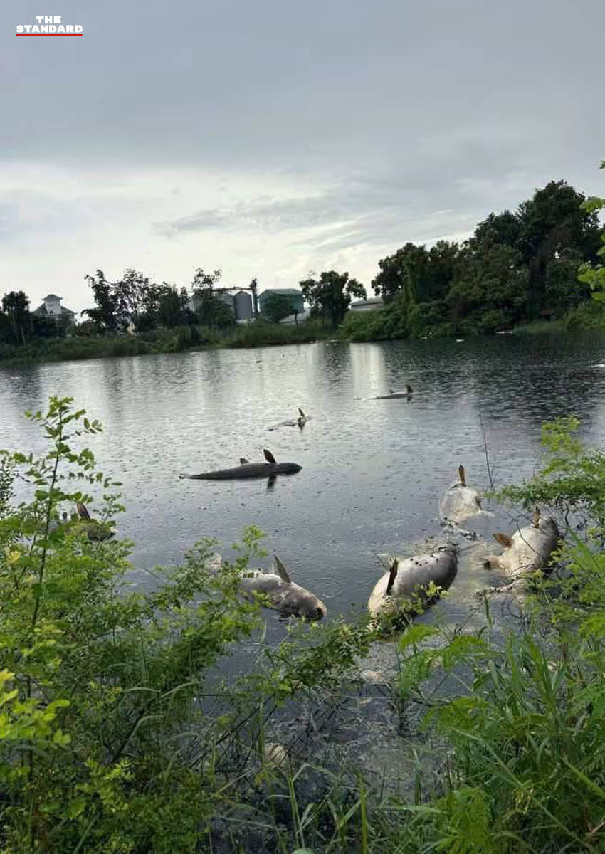 เจ้าหน้าที่กรมอนามัยกำลังตรวจสอบคุณภาพน้ำในบ่อปลาที่ฉะเชิงเทรา 1