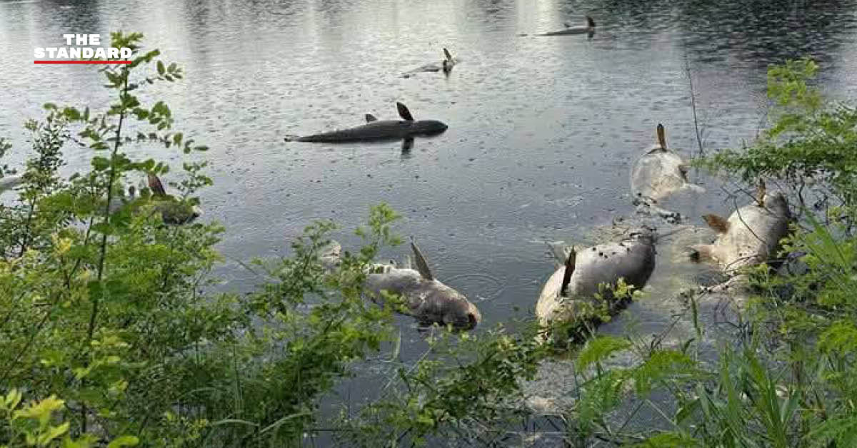 เจ้าหน้าที่กรมอนามัยกำลังตรวจสอบคุณภาพน้ำในบ่อปลาที่ฉะเชิงเทรา