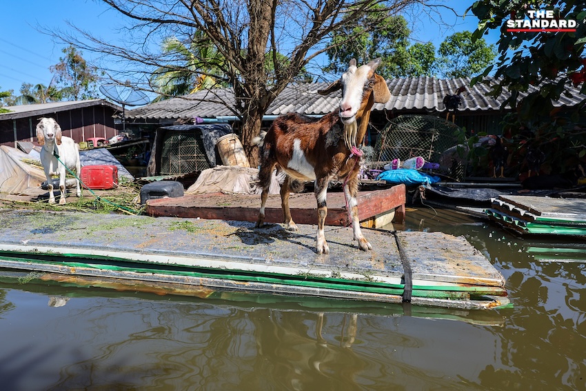 ชาวบ้านในพื้นที่น้ำท่วมปราจีนบุรี ยกสิ่งของขึ้นที่สูงและใช้เรือสัญจรในบ้าน 4