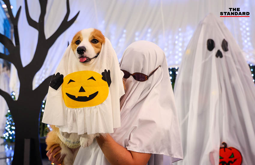 ผียักษ์สีขาว Spooky Boo สูง 40 เมตร ประดับไฟบริเวณลานหน้าเซ็นทรัลเวิลด์ช่วงเทศกาลฮาโลวีน 1