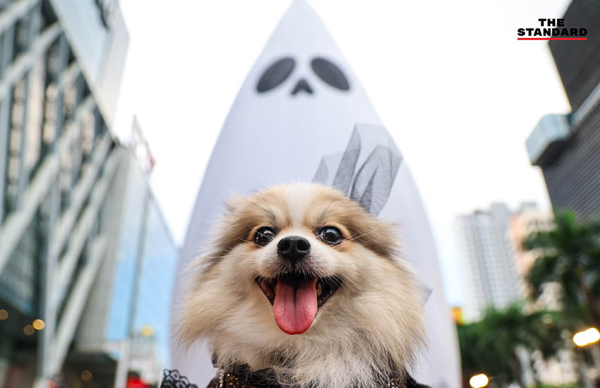 ผียักษ์สีขาว Spooky Boo สูง 40 เมตร ประดับไฟบริเวณลานหน้าเซ็นทรัลเวิลด์ช่วงเทศกาลฮาโลวีน 9