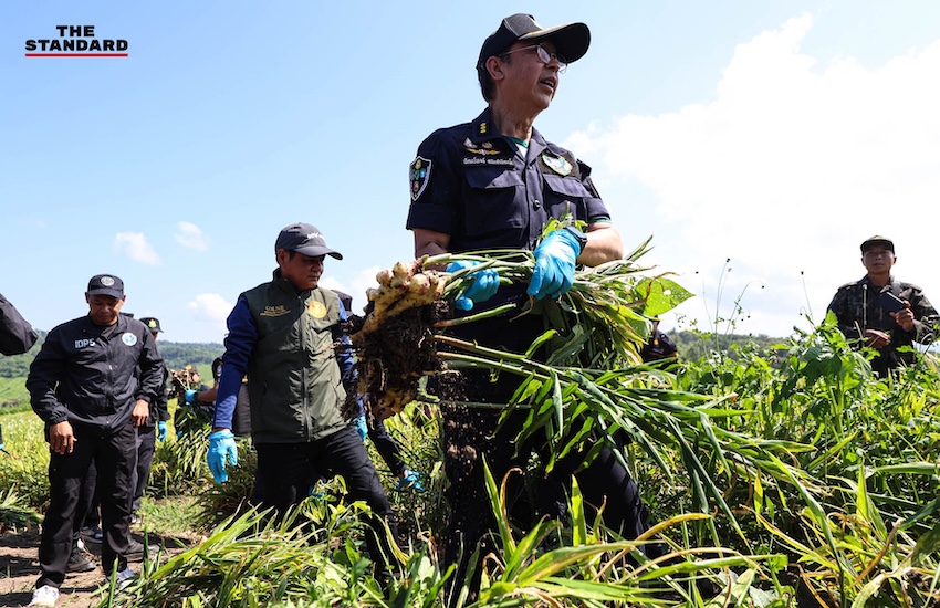 ภาพมุมสูงแสดงพื้นที่ไร่ขิงที่ถูกรื้อถอนในอำเภอไชยปราการ จังหวัดเชียงใหม่ 1