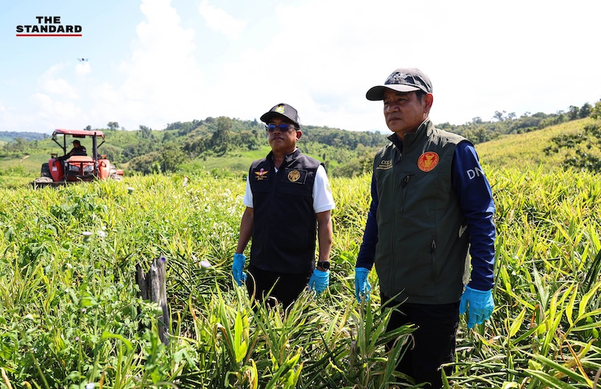 ภาพมุมสูงแสดงพื้นที่ไร่ขิงที่ถูกรื้อถอนในอำเภอไชยปราการ จังหวัดเชียงใหม่ 10