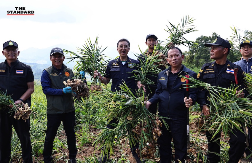 ภาพมุมสูงแสดงพื้นที่ไร่ขิงที่ถูกรื้อถอนในอำเภอไชยปราการ จังหวัดเชียงใหม่ 14