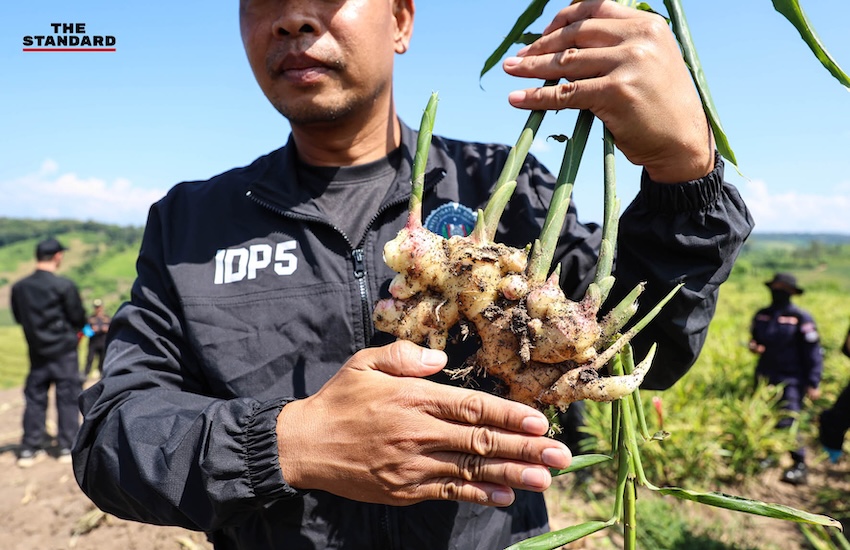 ภาพมุมสูงแสดงพื้นที่ไร่ขิงที่ถูกรื้อถอนในอำเภอไชยปราการ จังหวัดเชียงใหม่ 2