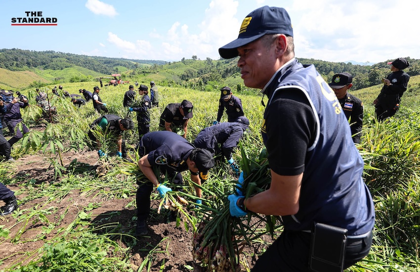 ภาพมุมสูงแสดงพื้นที่ไร่ขิงที่ถูกรื้อถอนในอำเภอไชยปราการ จังหวัดเชียงใหม่ 3