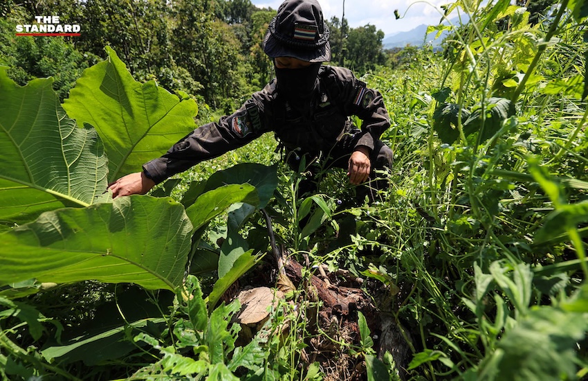 ภาพมุมสูงแสดงพื้นที่ไร่ขิงที่ถูกรื้อถอนในอำเภอไชยปราการ จังหวัดเชียงใหม่ 9