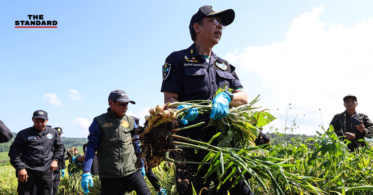 ภาพมุมสูงแสดงพื้นที่ไร่ขิงที่ถูกรื้อถอนในอำเภอไชยปราการ จังหวัดเชียงใหม่